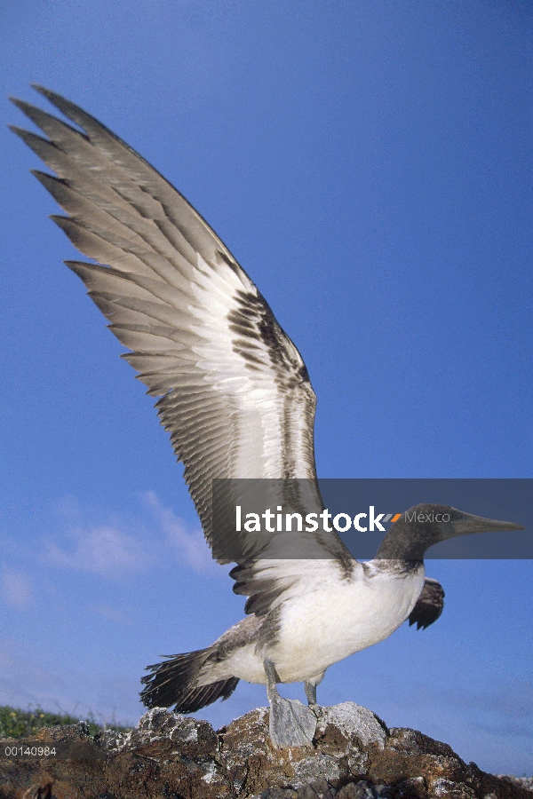 Enmascarados incipiente (Sula dactylatra) de piquero estirar las alas, torre isla, Galápagos, Ecuado