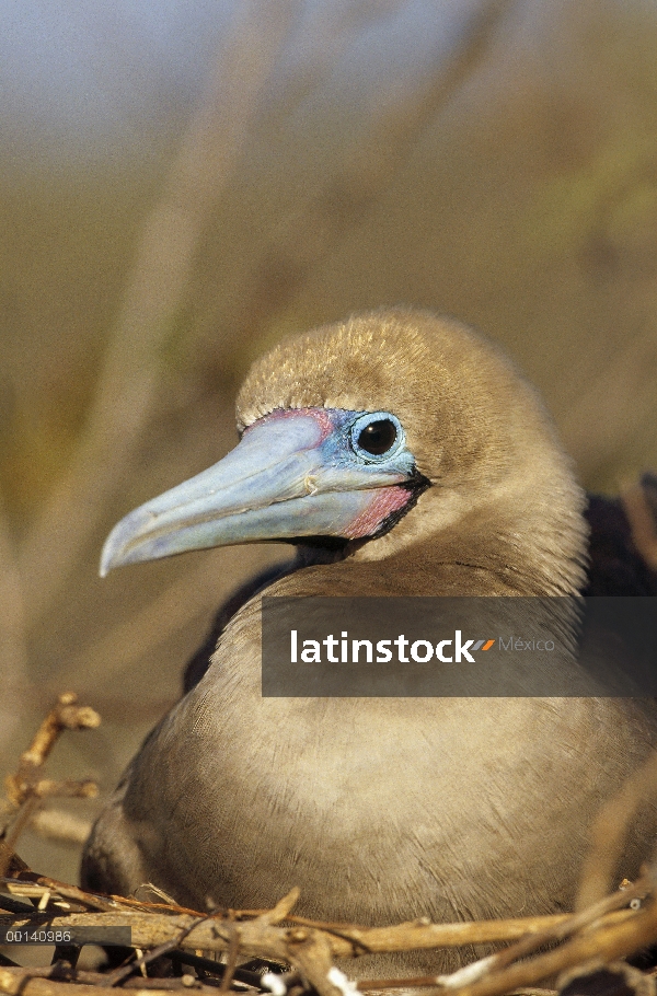 Morph de piquero (Sula sula) marrón-patas incubando, torre isla, Galápagos, Ecuador