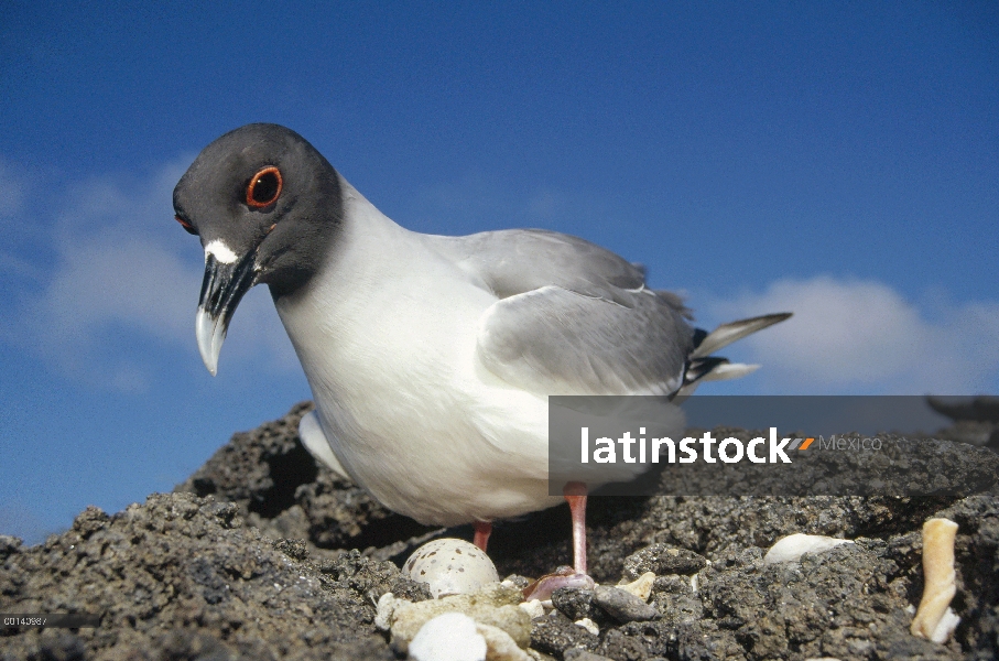 Nidifican y gaviota (Creagrus furcatus) incubación huevos guijarro, isla de la torre, Islas Galápago