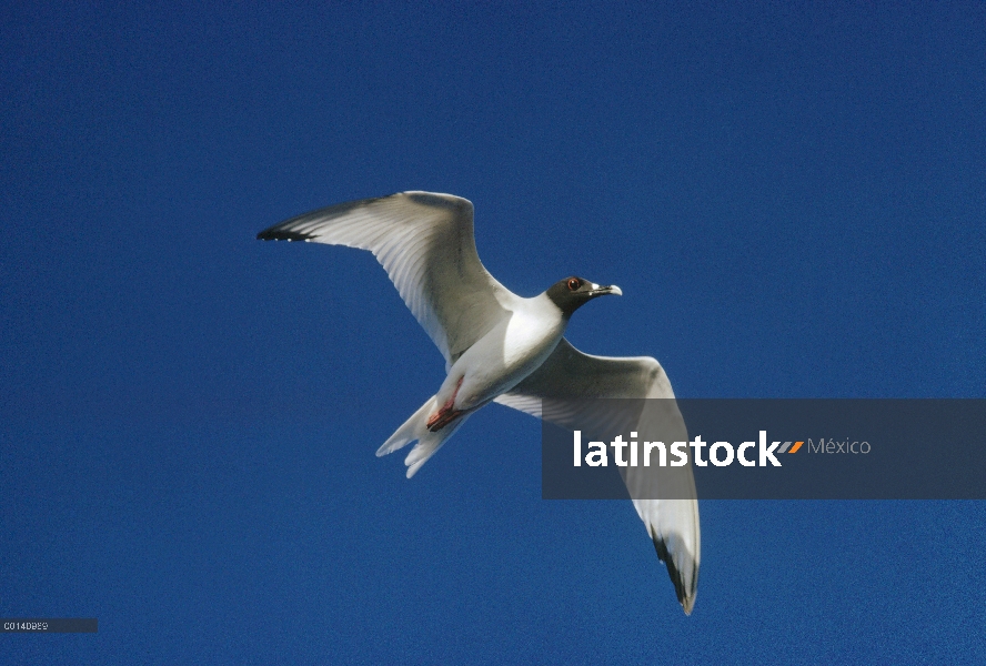 Gaviota de cola bifurcada (Creagrus furcatus) volando, Isla Plaza Sur, las Islas Galápagos, Ecuador