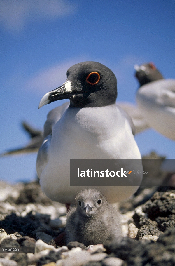 Gaviota solo nocturna y del mundo de la gaviota (Creagrus furcatus), en nido de guijarros con chick,