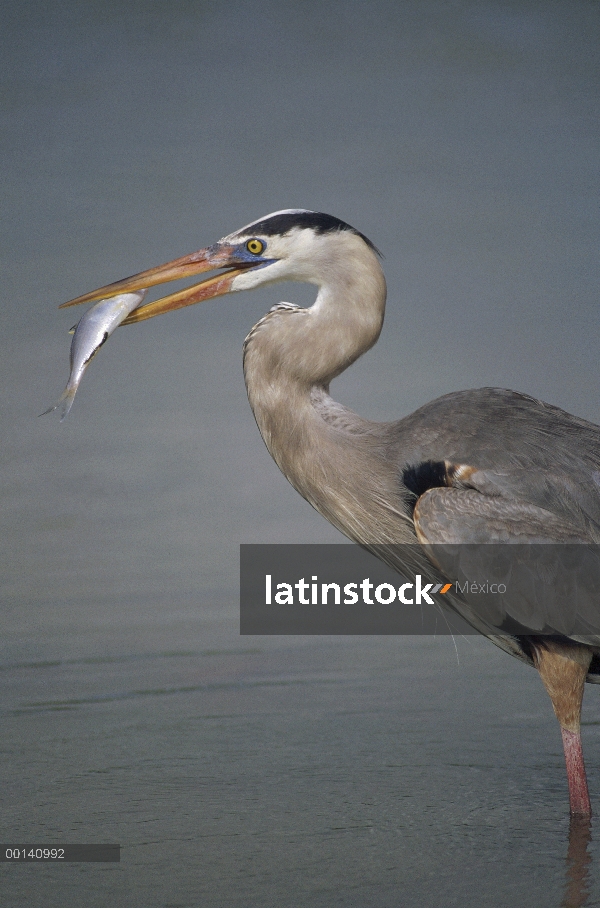 Garza de gran azul (Ardea herodias) comiendo pescado, Academia Bay, isla de Santa Cruz, Islas Galápa