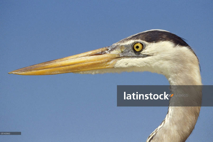 Gran garza azul (Ardea herodias) retrato, Academia Bay, isla de Santa Cruz, Islas Galápagos, Ecuador