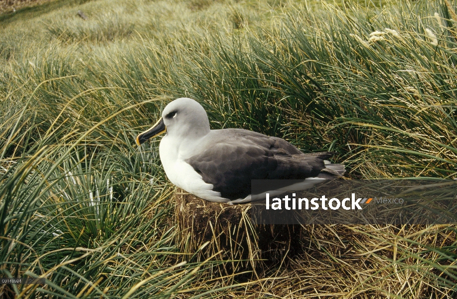 Albatros de cabeza gris (Thalassarche chrysostoma) anidan en pasto tussock, isla de Diego Ramírez, C