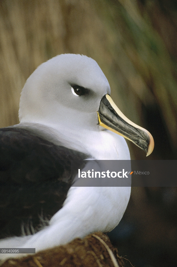 Albatros de cabeza gris (Thalassarche chrysostoma) anidan en pasto tussock, isla de Diego Ramírez, C