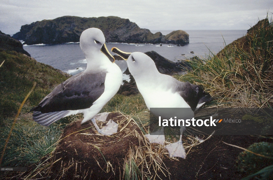 Albatros de cabeza gris (Thalassarche chrysostoma) cortejando a pareja en el nido de pasto tussock, 