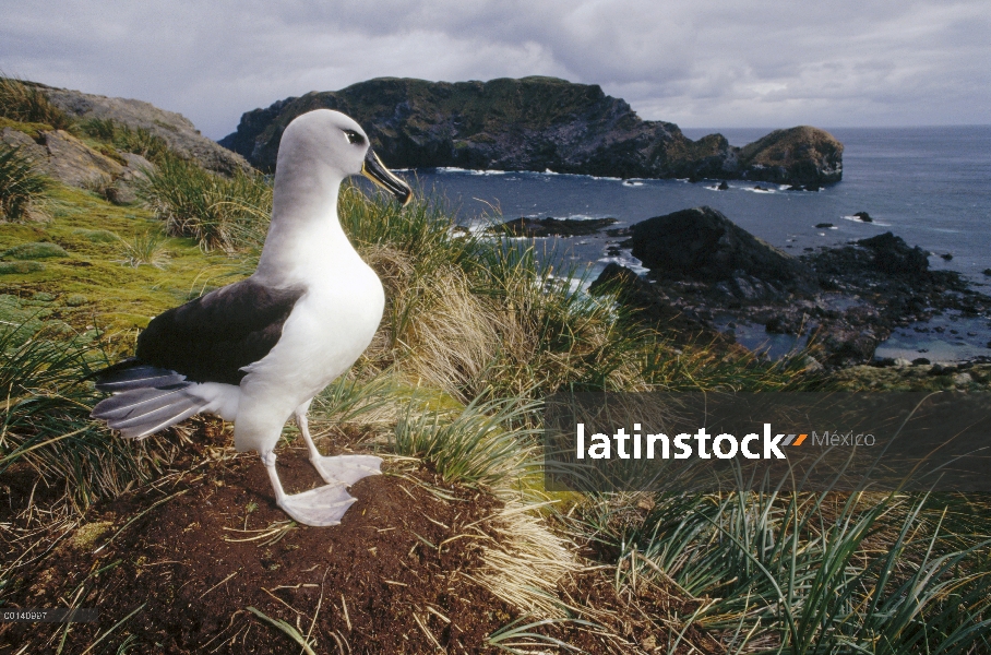 Albatros cabeza gris (Thalassarche chrysostoma) en nido de pasto tussock, isla de Diego Ramírez, Chi