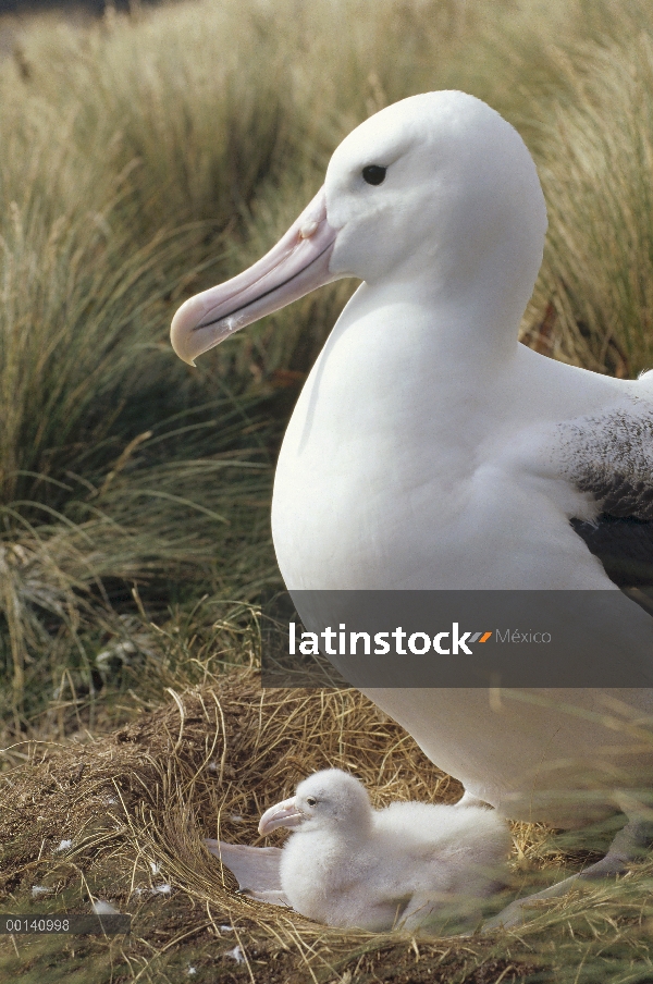 Sur Albatros real (Diomedea epomophora) custodiando el polluelo en el nido de pasto tussock, isla de