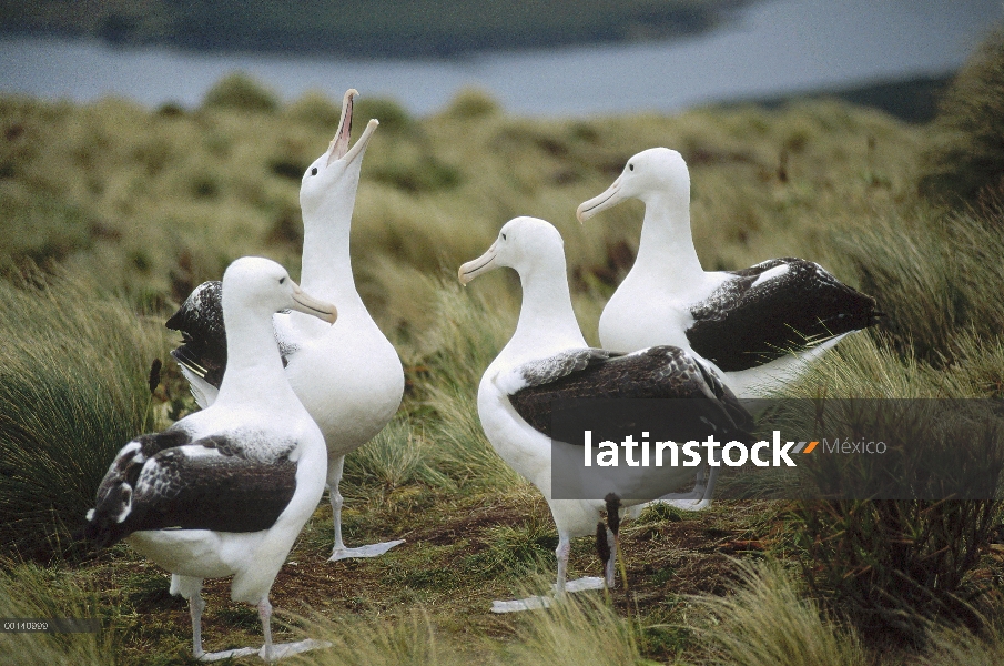 Grupo meridional del cortejo del Albatros real (Diomedea epomophora), isla de Campbell, Nueva Zeland