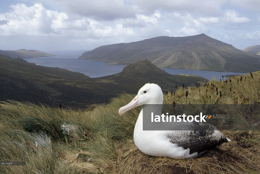 Sur Albatros real (Diomedea epomophora) incubando en el nido de pasto tussock, isla de Campbell, Nue