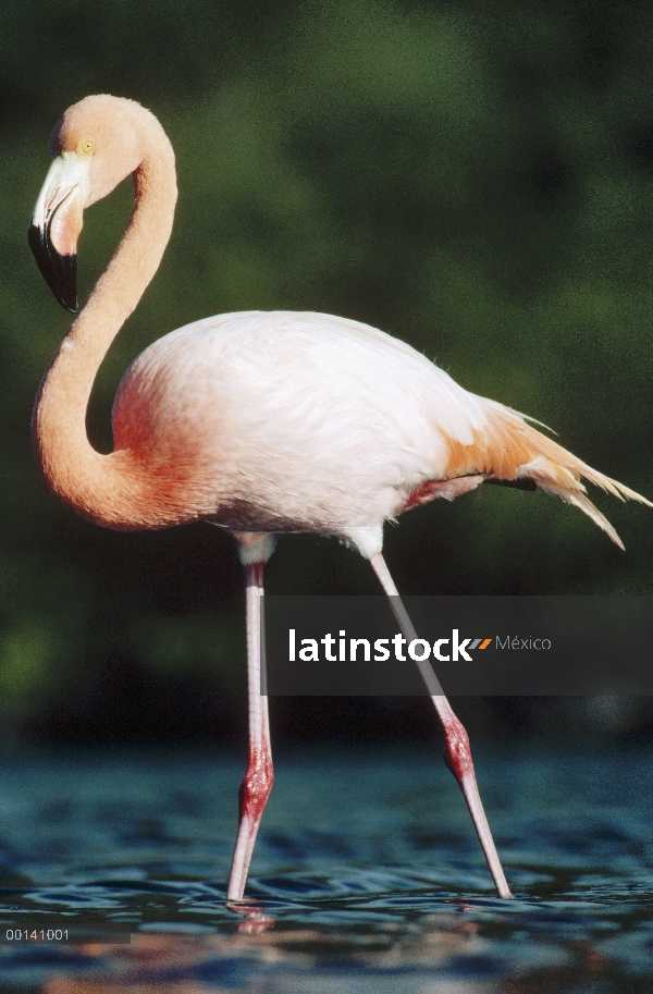 Flamenco (Phoenicopterus ruber) en hábitat de la laguna salada, Isla Rábida, Islas Galápagos, Ecuado