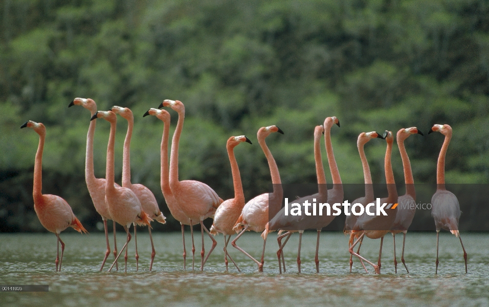 Flamenco (Phoenicopterus ruber) sincronizada danza de cortejo, Punta Cormorant, Isla Floreana, Galáp