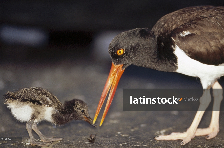 Ostrero Americano (Haematopus palliatus) madre y chick en marea piscina zona, Bahía James, Isla Sant