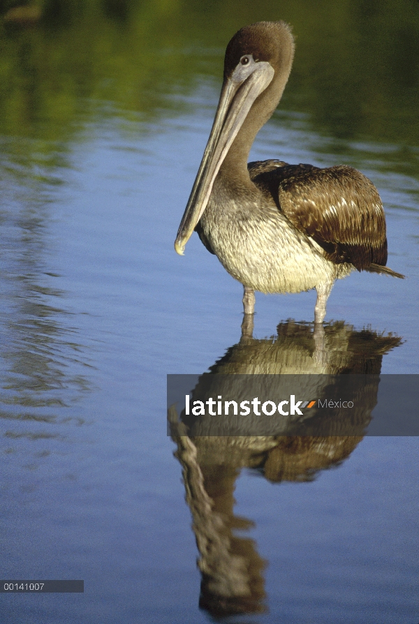 Pelícano Pardo (Pelecanus occidentalis) juvenil, Academia Bay, Isla Santa Cruz, Islas Galápagos, Ecu