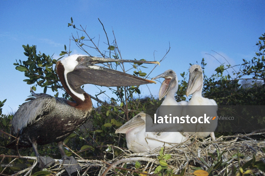 Tres polluelos de Pelícano Pardo (Pelecanus occidentalis) mendigando comida de padres recién devuelt