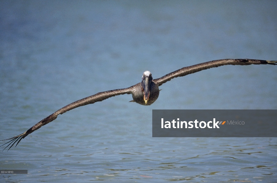 Pelícano Pardo (Pelecanus occidentalis) con efecto suelo levante mecanismo al volar sobre el agua, A