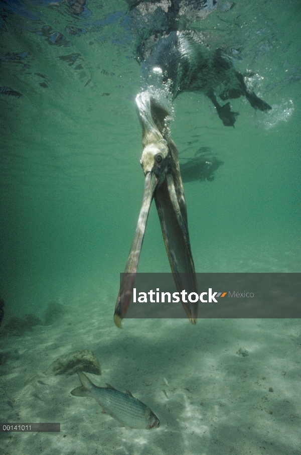 Marrón de pelícano (Pelecanus occidentalis) captura de Lisa bajo el agua, Tortuga Bay, isla de Santa