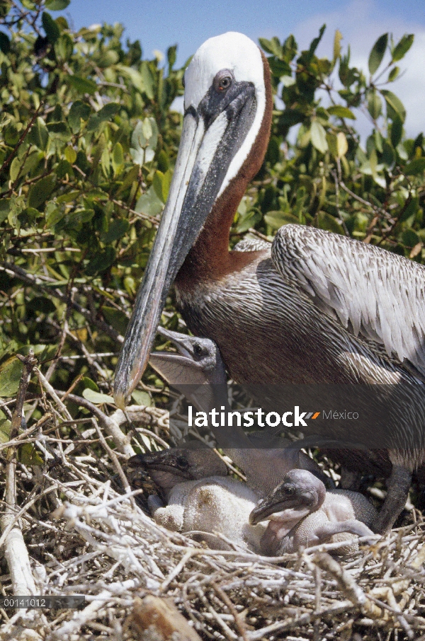 Polluelo de Pelícano Pardo (Pelecanus occidentalis) pidiendo la comida de los padres en el manglar n