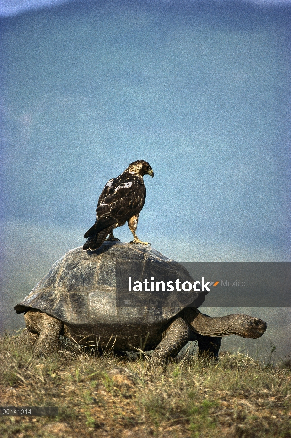 Volcán Alcedo tortuga gigante (Chelonoidis nigra vandenburghi) Halcón de Galápagos (Buteo galapagoen