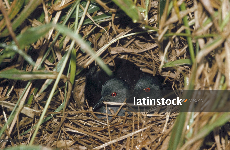 Par de carril de Galápagos (Laterallus spilontus) compartiendo tareas de incubación en el nido en la