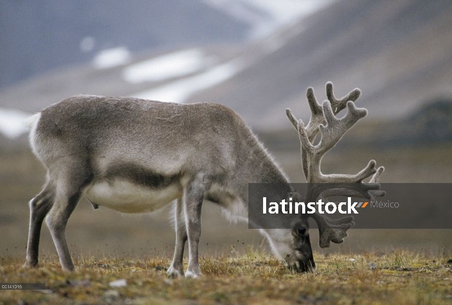 Renos (Rangifer tarandus platyrhynchus) Toro de terciopelo en la tundra del verano, Ny-Alesund, isla