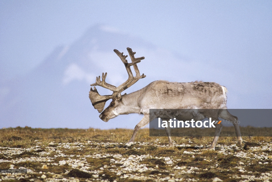 Toro de renos (Rangifer tarandus platyrhynchus) en terciopelo y en verano mudan, Ny-Alesund, ártico 