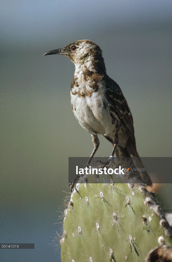 Charles Mockingbird (Nesomimus trifasciatus) sólo unos pocos cientos sobrevivir pequeño gato gratis 