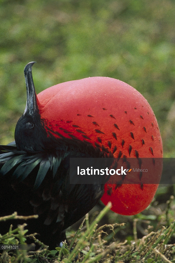 Gran Frigatebird (Fregata minor) hombre con bolsa de inflado en la exhibición de cortejo completo, t