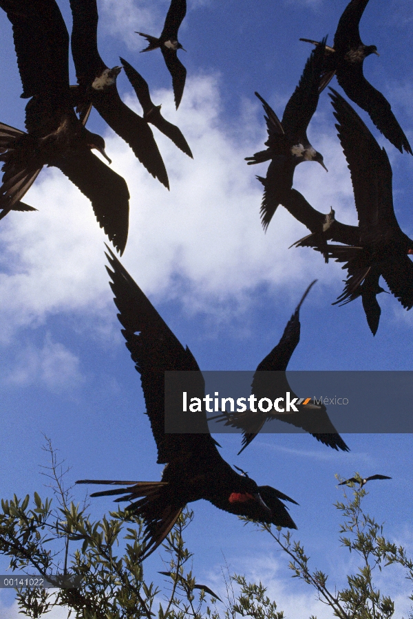 Frigatebird magnífico (Fregata magnificens) rebaño swooping baja para limpiar pescado trozos, Academ