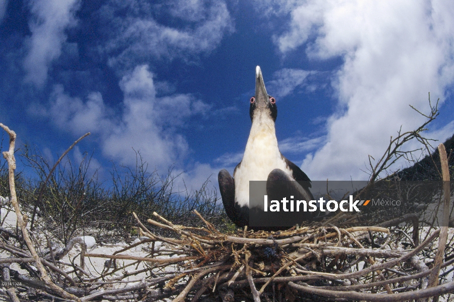 Gran Frigatebird (Fregata minor) hembra en el nido incubando, torre isla, Galápagos, Ecuador