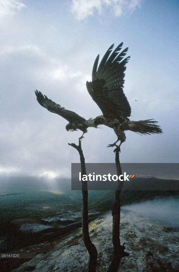 Par de halcón de Galápagos (Buteo galapagoensis) en huecos cerca de fumarolas de azufre en la calder