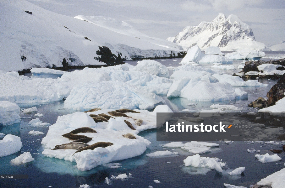 Grupo sello de cangrejeras (Lobodon carcinophagus) sacados en témpano de hielo, la isla Peterman, Pe