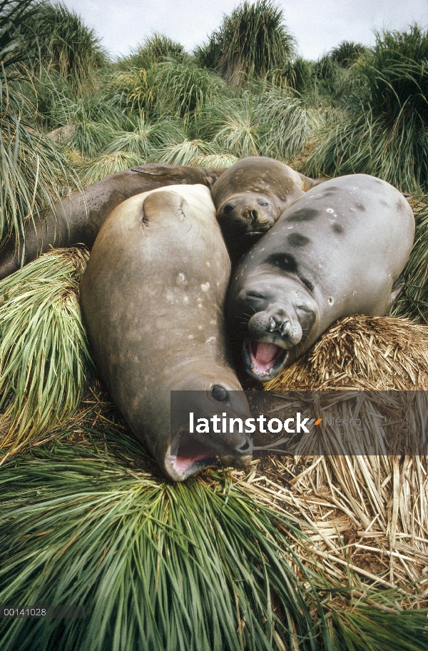 Sur menores de elefante marino (Mirounga leonina) descansar en tussock hierba, isla de León de mar, 