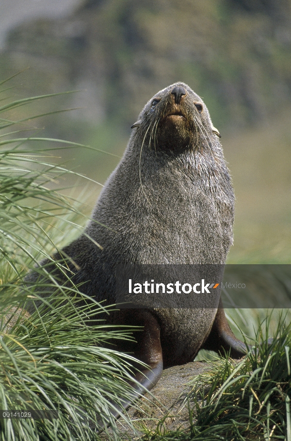 Lobo marino del Antártico (Arctocephalus gazella) toro mata hierba, Puerto de oro, Georgia del Sur i