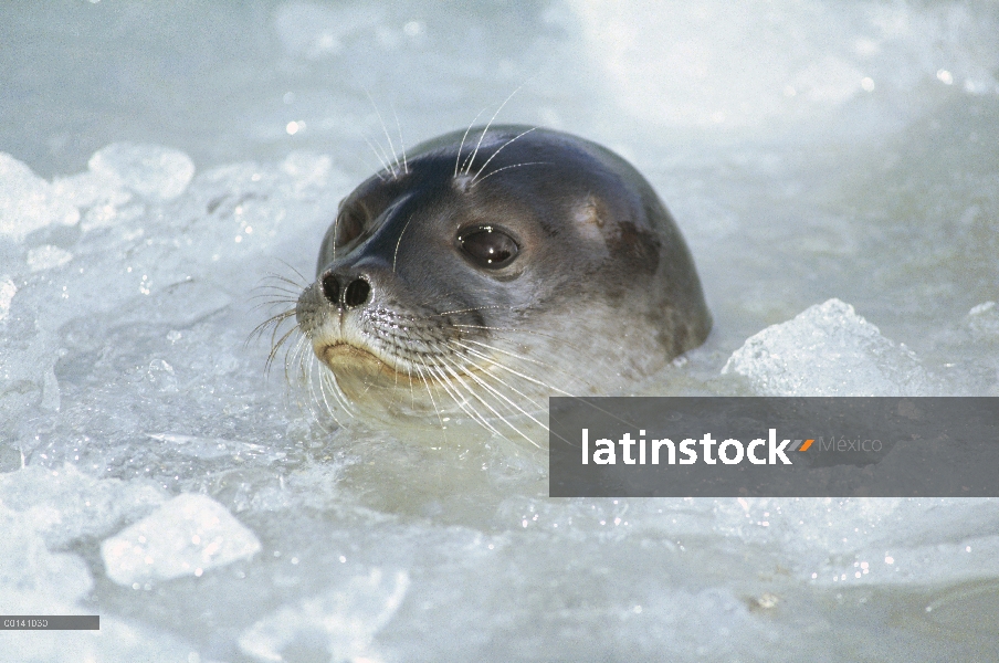 Sello anillado (hispida de Phoca) superficie en hielo descarado, archipiélago de Svalbard, ártico no