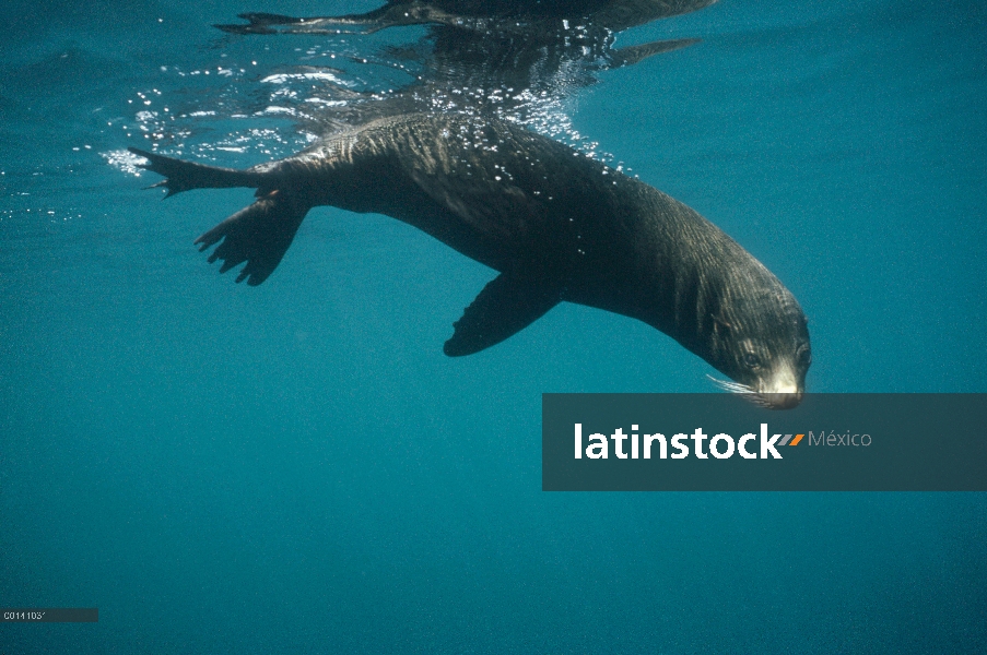 Lobo marino de Galápagos (Arctocephalus galapagoensis) Toro submarino, descansando en la superficie 