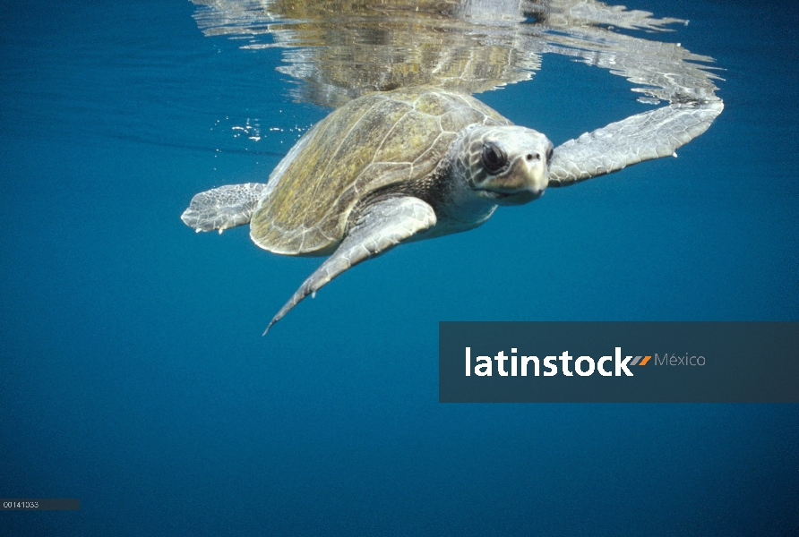 Tortuga olivácea (Lepidochelys olivacea) en abrir agua, Islas Galápagos, Ecuador