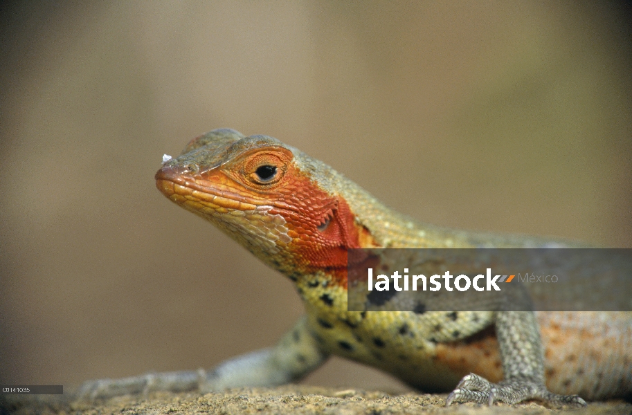 Hembra de lagartija (Tropidurus albemarlensis) de lava en colores de cría completo, Bahía James, Isl