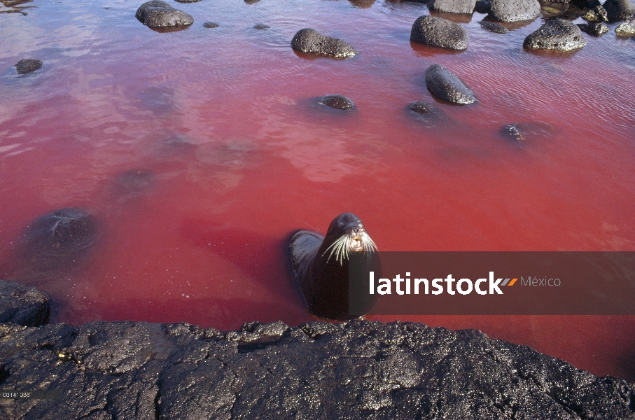 León marino de Galápagos (Zalophus wollebaeki) Toro territorial descansando en la piscina de marea s