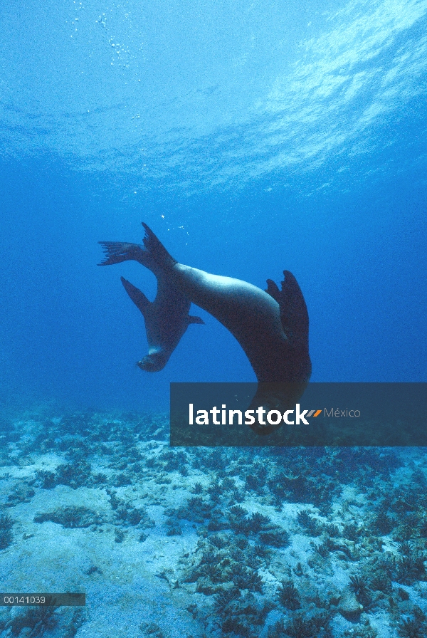 Dos crías de León marino de Galápagos (Zalophus wollebaeki) jugando bajo el agua, isla de campeón, l