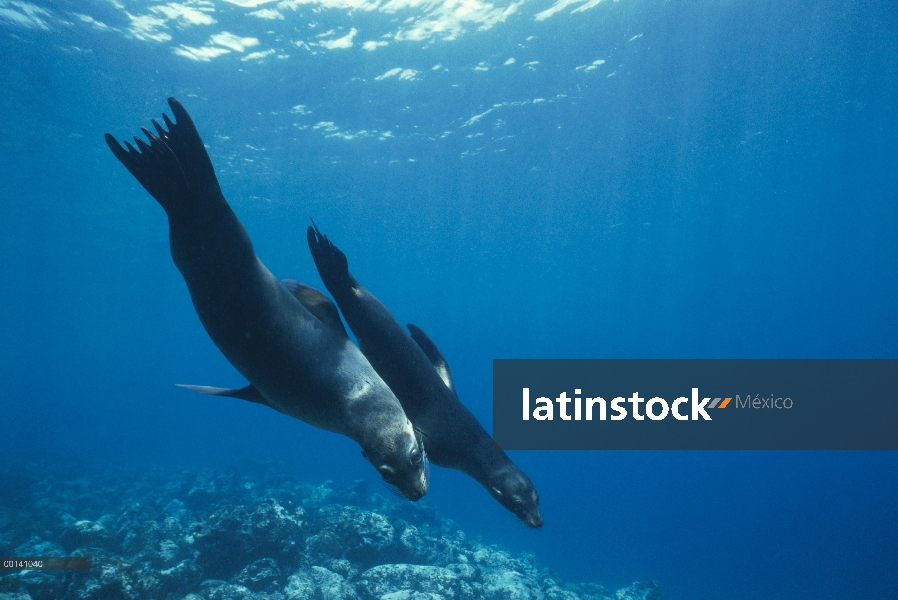 Dos crías de León marino de Galápagos (Zalophus wollebaeki) jugando bajo el agua, isla de campeón, l