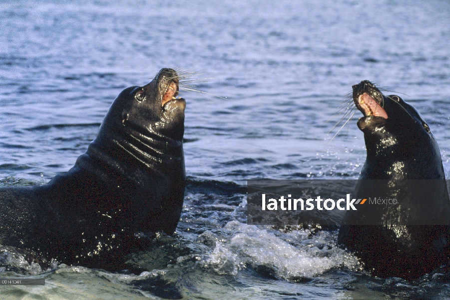 León marino de Galápagos (Zalophus wollebaeki) dos toros luchan por territorio, Mosquera isla, Galáp