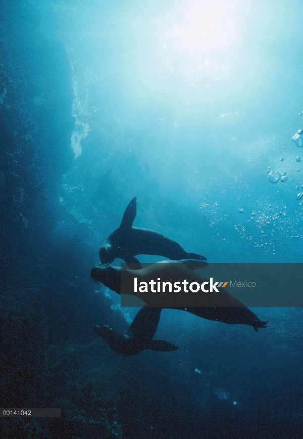 León marino de Galápagos (Zalophus wollebaeki) tres cachorros jugando bajo el agua, la bahía de Gard