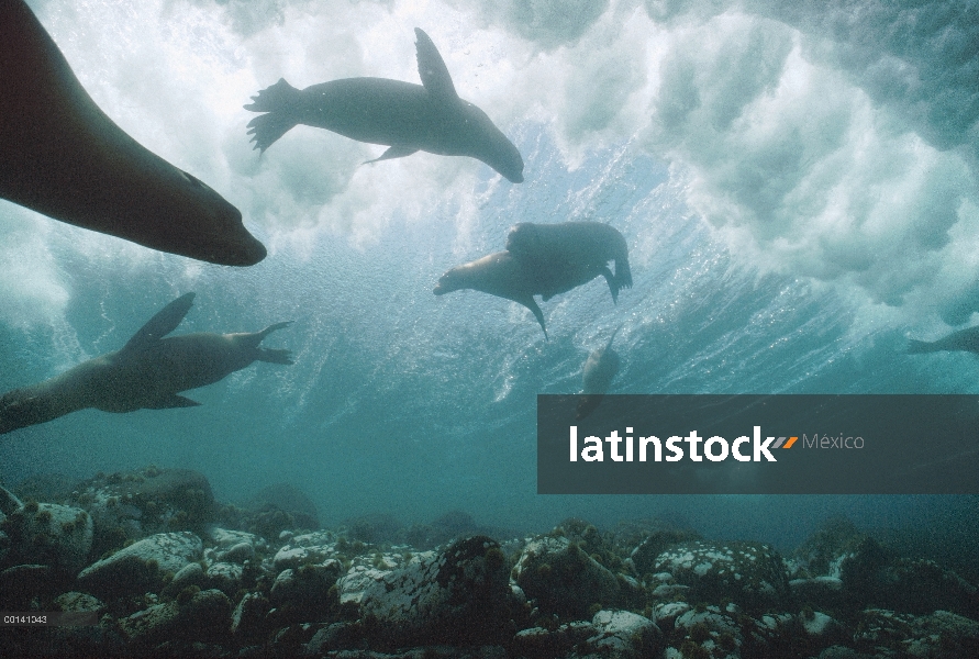 León marino de Galápagos (Zalophus wollebaeki) cachorros bodysurf con rompe ola, Punta Suárez, isla 