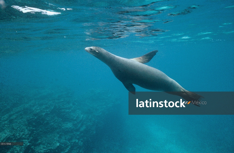 León marino de Galápagos (Zalophus wollebaeki) vaca nadando bajo el agua, isla de San Cristóbal, Isl