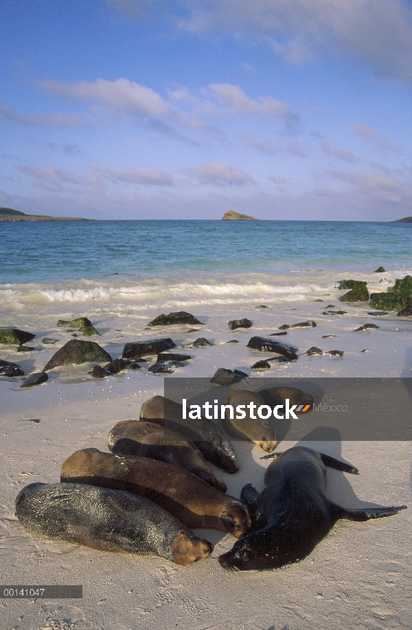 León marino de Galápagos (Zalophus wollebaeki) vacas y cachorros durmiendo en la playa coral, Bahía 