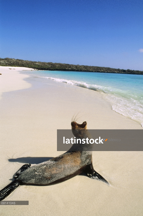 León marino de Galápagos (Zalophus wollebaeki) vaca ladrando en la playa, la bahía de Gardner, campa