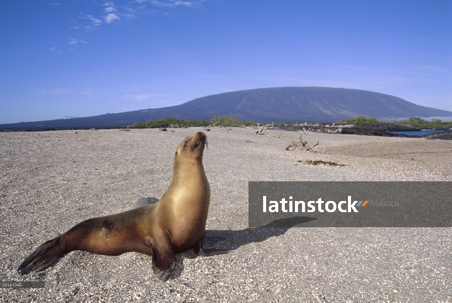 Galapagos lobos marinos (Zalophus wollebaeki) menores en Playa coral, Bahía Gardner, isla de campana