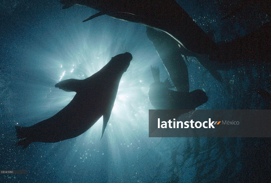 León marino de Galápagos (Zalophus wollebaeki) tres cachorros jugando bajo el agua, isla de Plazas, 