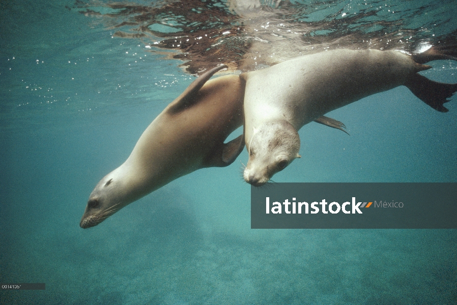 León marino de California (Zalophus californianus) dos menores de edad jugando bajo el agua, La Isol